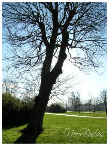 Fotografia de Neox Bodas - Galeria Fotografica: londres - Foto: 