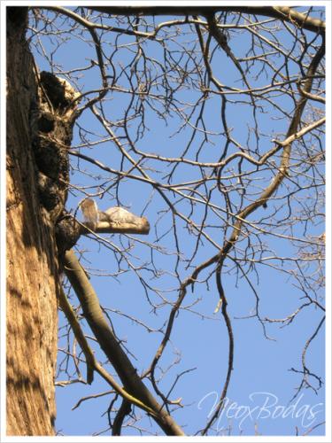 Fotografia de Neox Bodas - Galeria Fotografica: londres - Foto: 