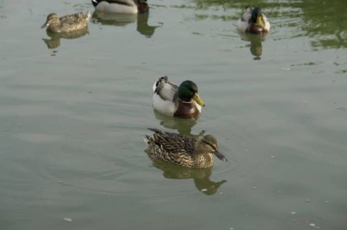 Fotografia de fopeco - Galeria Fotografica: Paseo por el Parque de Cabecera - Foto: Patos