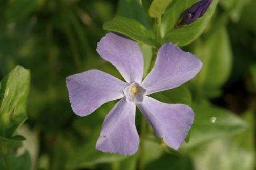 Fotografia de fopeco - Galeria Fotografica: Paseo por el Parque de Cabecera - Foto: Primavera