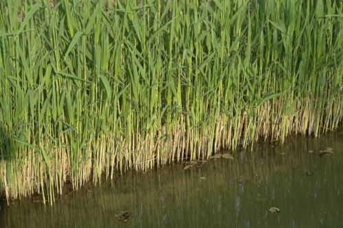 Fotografia de fopeco - Galeria Fotografica: Paseo por el Parque de Cabecera - Foto: Ca�as