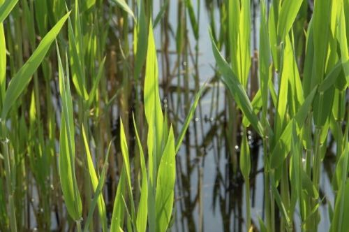 Fotografia de fopeco - Galeria Fotografica: Paseo por el Parque de Cabecera - Foto: Estanque