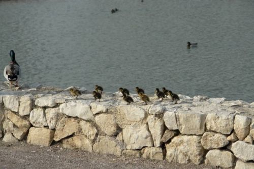 Fotografia de fopeco - Galeria Fotografica: Paseo por el Parque de Cabecera - Foto: Familia
