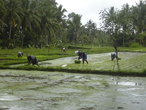 Fotografia de Mar Vidal - Galeria Fotografica: INDONESIA - Foto: CAMPESINOS