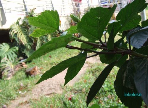 Fotografia de lekeleke - Galeria Fotografica: variadas - Foto: verde que te quiero verde