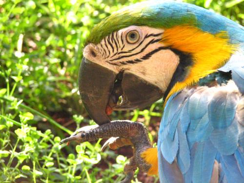 Fotografia de Denys Damasceno Rodrigues - Galeria Fotografica: Zoo Brasilia - Foto: Arara caninde