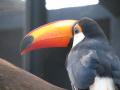 Fotos de Denys Damasceno Rodrigues -  Foto: Zoo Brasilia - Tucano