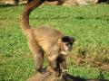Fotos de Denys Damasceno Rodrigues -  Foto: Zoo Brasilia - Macaco
