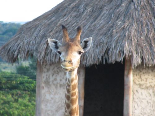 Fotografia de Denys Damasceno Rodrigues - Galeria Fotografica: Zoo Brasilia - Foto: Girafa