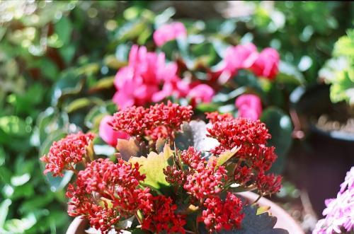 Fotografia de montalbe�o - Galeria Fotografica: PRIMAVERA EN MI CASA - Foto: mi arriate