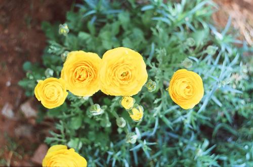 Fotografia de montalbe�o - Galeria Fotografica: PRIMAVERA EN MI CASA - Foto: amarillas y apretadas