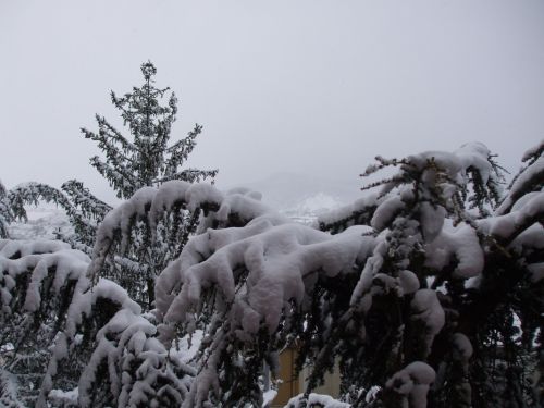 Fotografia de Tere - Galeria Fotografica: INVIERNO EN EL PIRINEO ARAGON�S - Foto: Pinos Pe�a Oroel