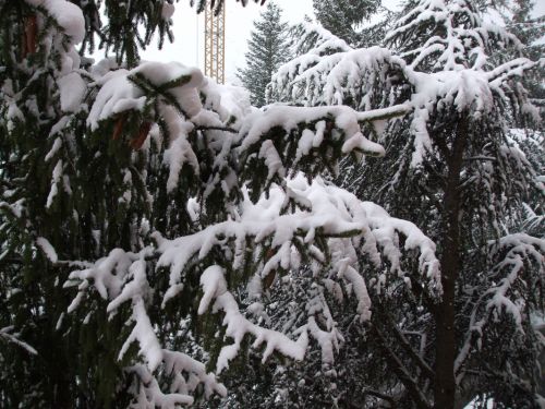 Fotografia de Tere - Galeria Fotografica: INVIERNO EN EL PIRINEO ARAGON�S - Foto: Avda./oroel