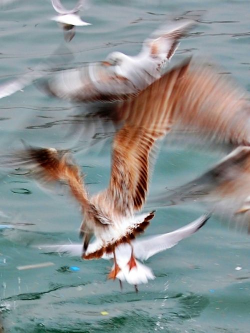 Fotografia de billy shears - Galeria Fotografica: en el momento exacto - Foto: 