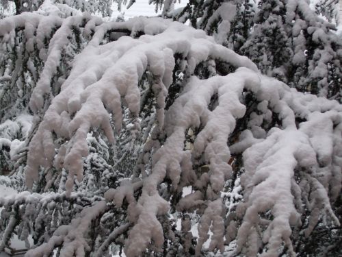 Fotografia de Tere - Galeria Fotografica: TEMPORAL TODAV�A M�S INTENSO EN EL PIRINEO ARAGON�S - Foto: a�o de nieve a�o de bienes