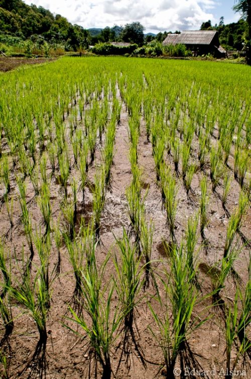 Fotografia de fotoproduccions - Galeria Fotografica: Thailand - Foto: 