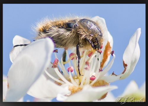 Fotografia de nostremus - Galeria Fotografica: Bichitos - Foto: 