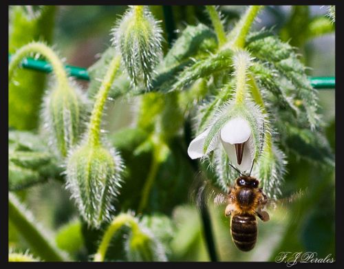 Fotografia de nostremus - Galeria Fotografica: Bichitos - Foto: 