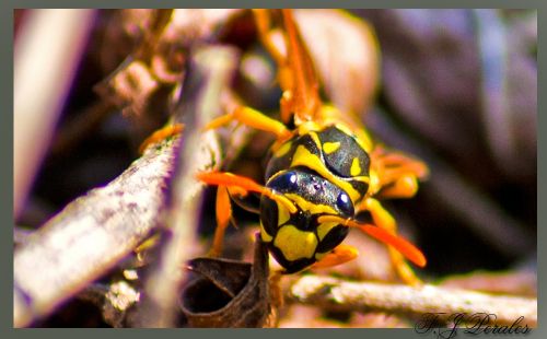 Fotografia de nostremus - Galeria Fotografica: Bichitos - Foto: 