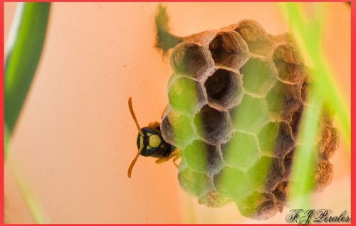 Fotografia de nostremus - Galeria Fotografica: Bichitos - Foto: 