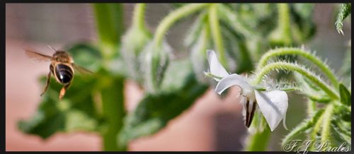 Fotografia de nostremus - Galeria Fotografica: Bichitos - Foto: 