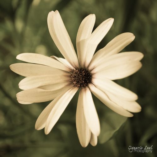 Fotografia de Ignacio Leal Orozco - Galeria Fotografica: Creatividad realista - Foto: 