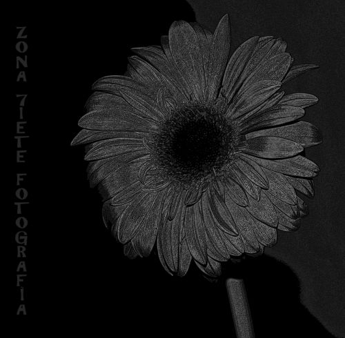 Fotografia de studio 7 fotografa - Galeria Fotografica: studio 7 renovado - Foto: 