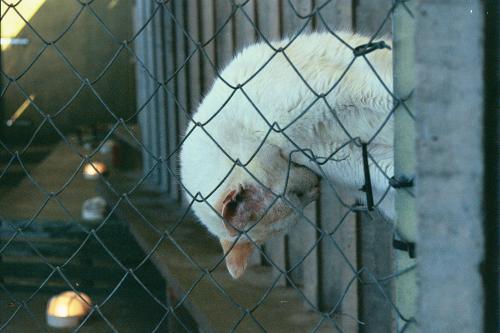 Fotografia de jason Acero - Galeria Fotografica: Gatos - Foto: Gato de cuello largo.