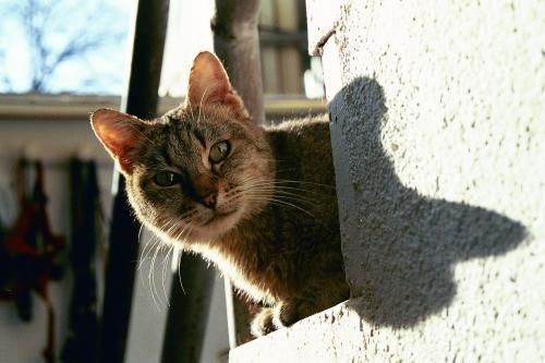 Fotografia de jason Acero - Galeria Fotografica: Gatos - Foto: Gato curioso