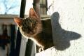 Fotos de jason Acero -  Foto: Gatos - Gato curioso