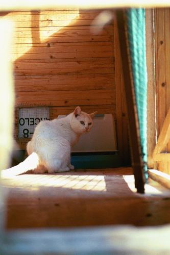 Fotografia de jason Acero - Galeria Fotografica: Gatos - Foto: Gato en su casa.