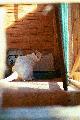 Foto de  jason Acero - Galería: Gatos - Fotografía: Gato en su casa.