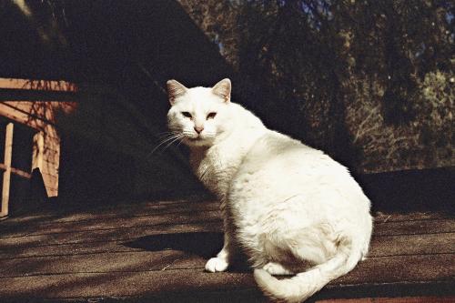Fotografia de jason Acero - Galeria Fotografica: Gatos - Foto: Gato en el tejado.