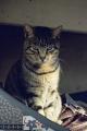 Fotos de jason Acero -  Foto: Gatos - Gato degradado.