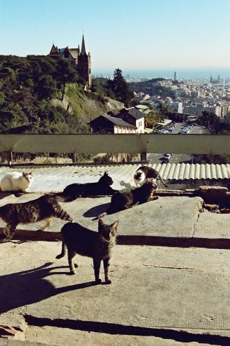 Fotos menos valoradas » Foto de jason Acero - Galería: Gatos - Fotografía: Gatos con Barcelon