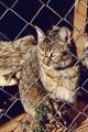 Fotos de jason Acero -  Foto: Gatos - Gato en cuarentena.