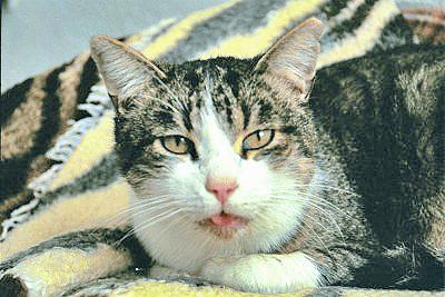 Fotografia de jason Acero - Galeria Fotografica: Gatos - Foto: Sacndo la lengua.