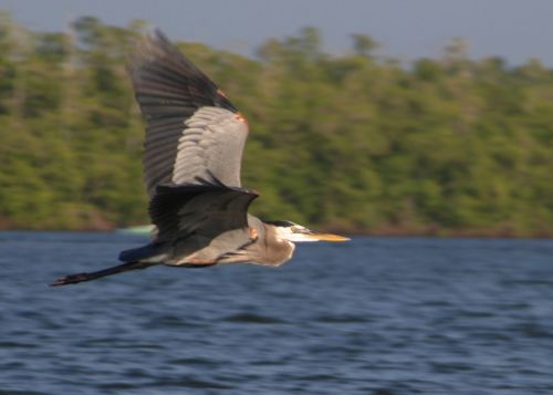 Fotografia de Medios, Produccion de Comunicacion S.A. de C.V. - Galeria Fotografica: por m�xico - Foto: manglares, chiapas