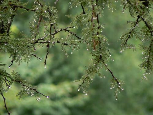 Fotografia de Nicolas A - Galeria Fotografica: Paisajes / Macro - Foto: Gotas de lluvia