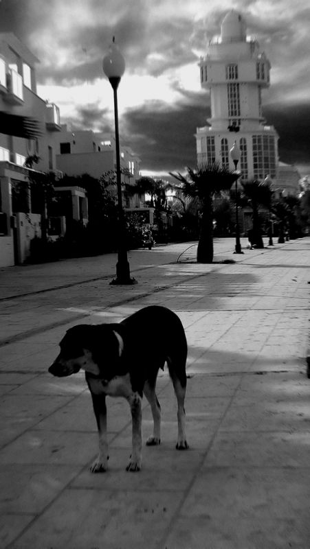 Fotografia de DPAVOR - Galeria Fotografica: emperrao - Foto: 