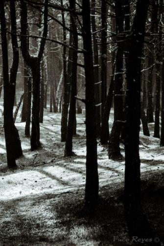 Fotografia de Fuco Reyes Fotograf�a - Galeria Fotografica: Tiempo cero en Ortigueira - Foto: El bosque y el mar