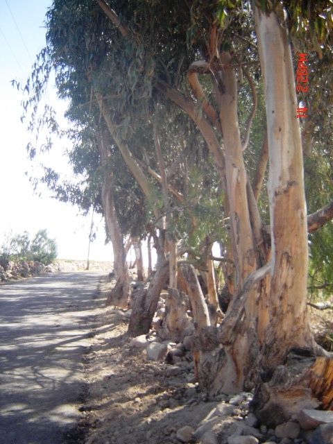 Fotografia de heriberto - Galeria Fotografica: Arequipa, Tierra y Hombre - Foto: Camino a Quequea