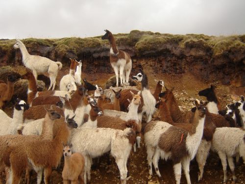 Fotografia de heriberto - Galeria Fotografica: Arequipa, Tierra y Hombre - Foto: 