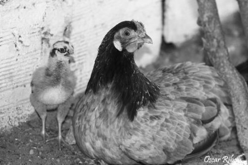 Fotografia de Oscar Ribas Torres - Galeria Fotografica: Lo que vemos en blanco y negro - Foto: 