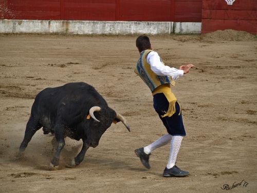 Fotografia de RICHARD2323 - Galeria Fotografica: Recortadores - Foto: 