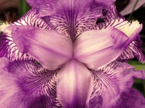 Fotografia de Andr Fezlo - Galeria Fotografica: Macro - Foto: 