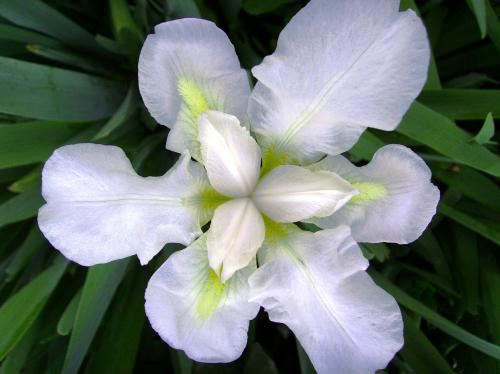 Fotografia de Andr Fezlo - Galeria Fotografica: Macro - Foto: 