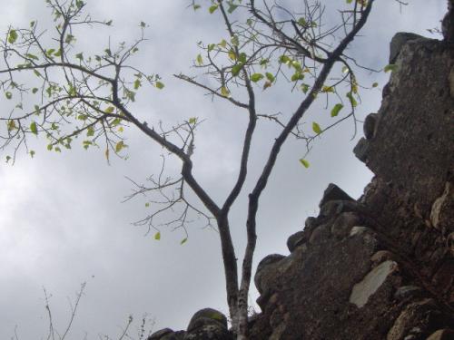 Fotografia de Omaris Creations - Galeria Fotografica: Puerto Rico - Foto: Parte Superior del Molino