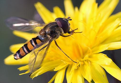 Fotografia de Naturaleza Digital - Galeria Fotografica: Macrofotografia - Foto: Mosca Cernidora