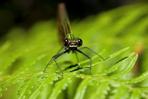 Fotografia de Naturaleza Digital - Galeria Fotografica: Macrofotografia - Foto: Ojos de Libelula